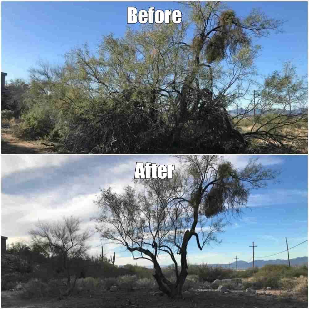 Before and after image of a tree, showcasing significant pruning and improved visibility.