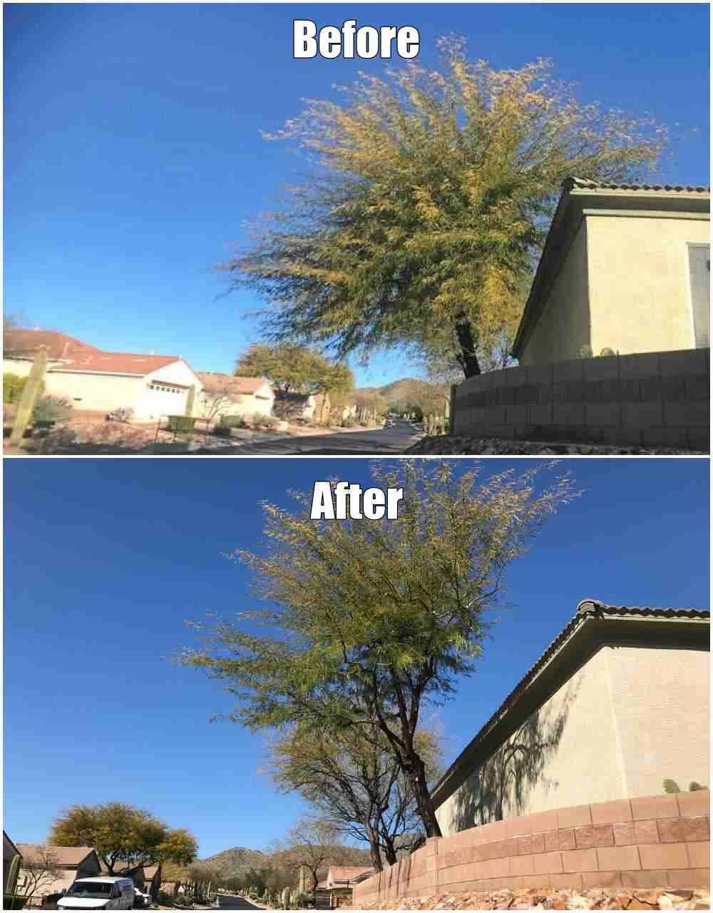 Comparison image of a tree before and after pruning, showcasing improved shape and health.