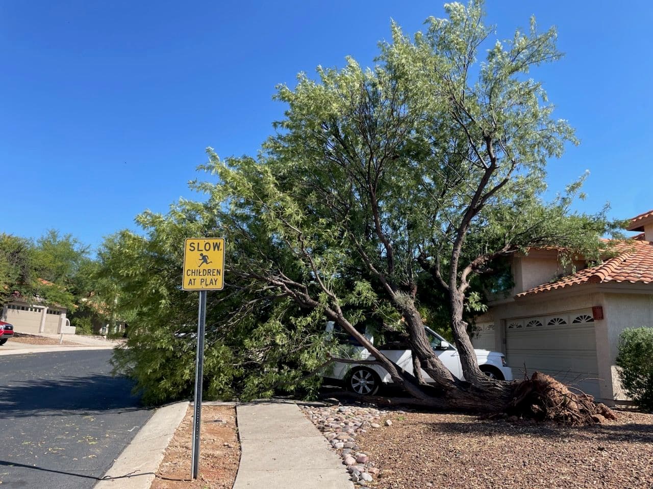 Expert Tree Thinning for a Safer Yard image